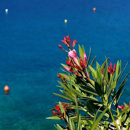 Lucille In Center Of