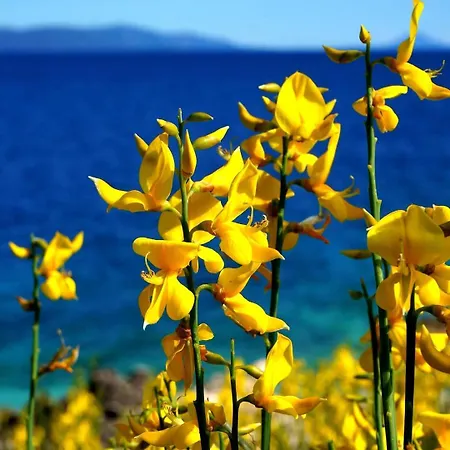 Lucille In Center Of