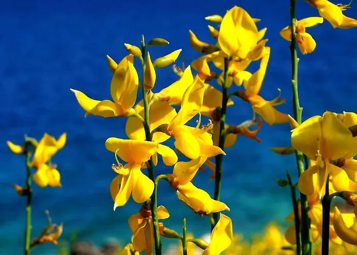 Lucille In Center Of